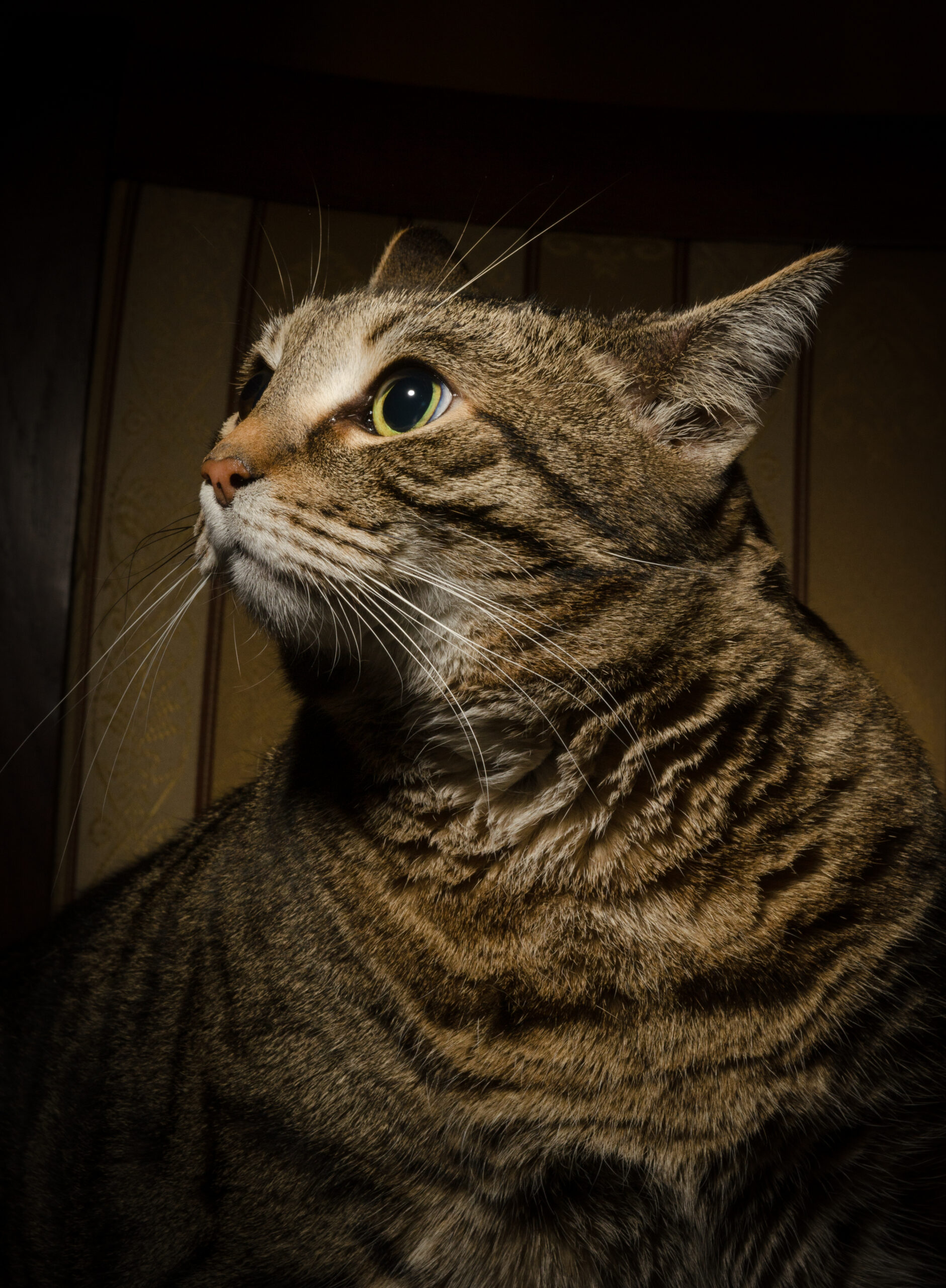 Photo de profil, Assiette au coeur chaud